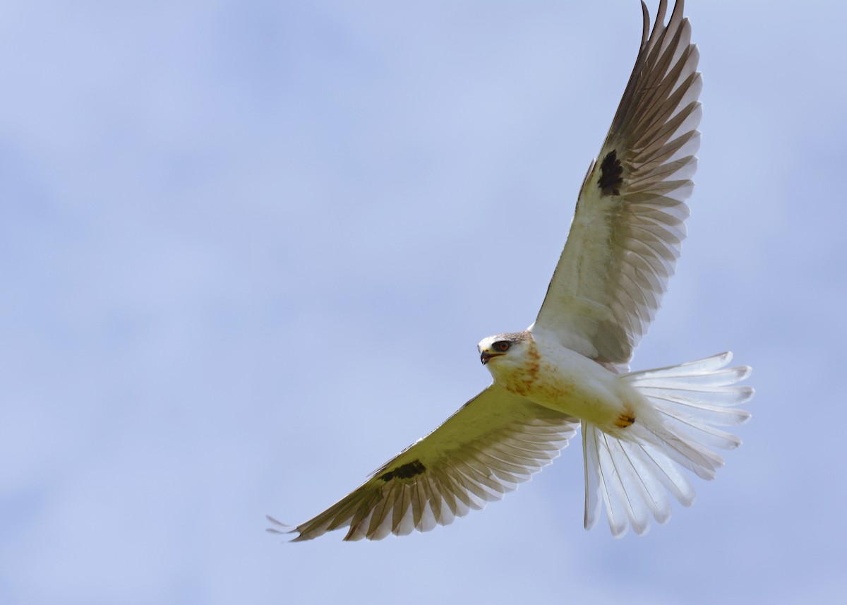 White-tailed Kite - ML368712131