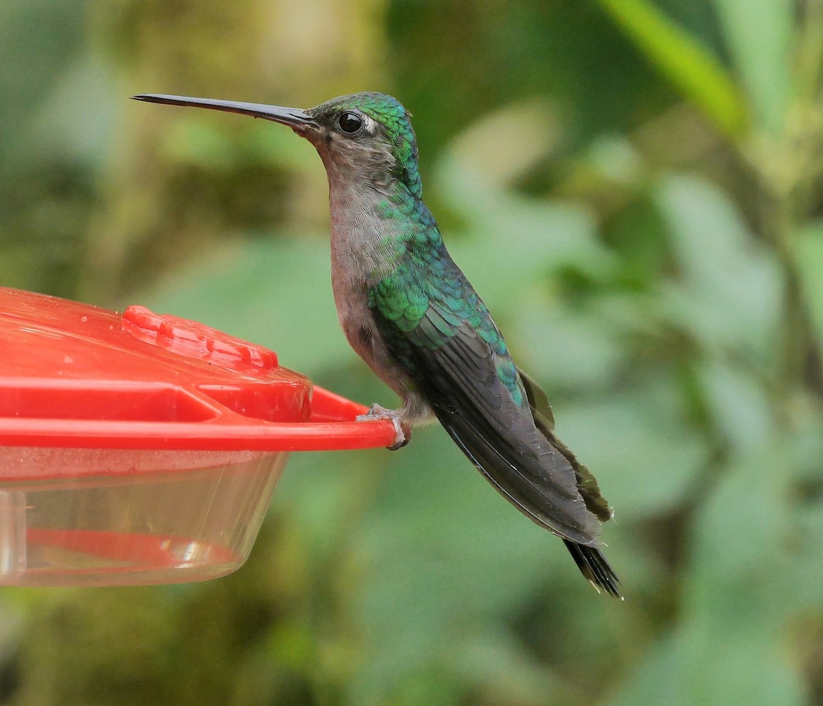 Gray-breasted Sabrewing - David Diller