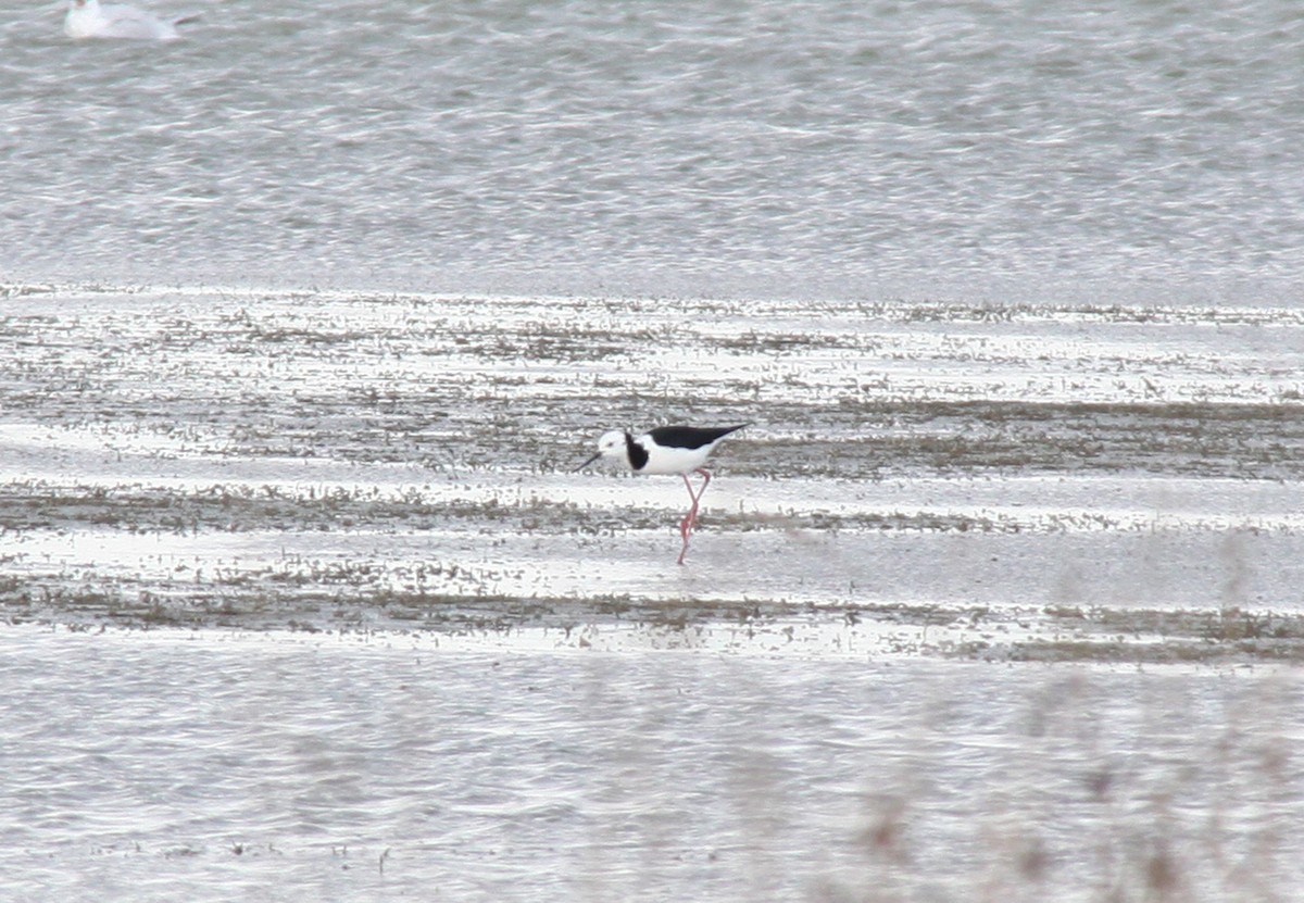 Pied Stilt - ML368713551