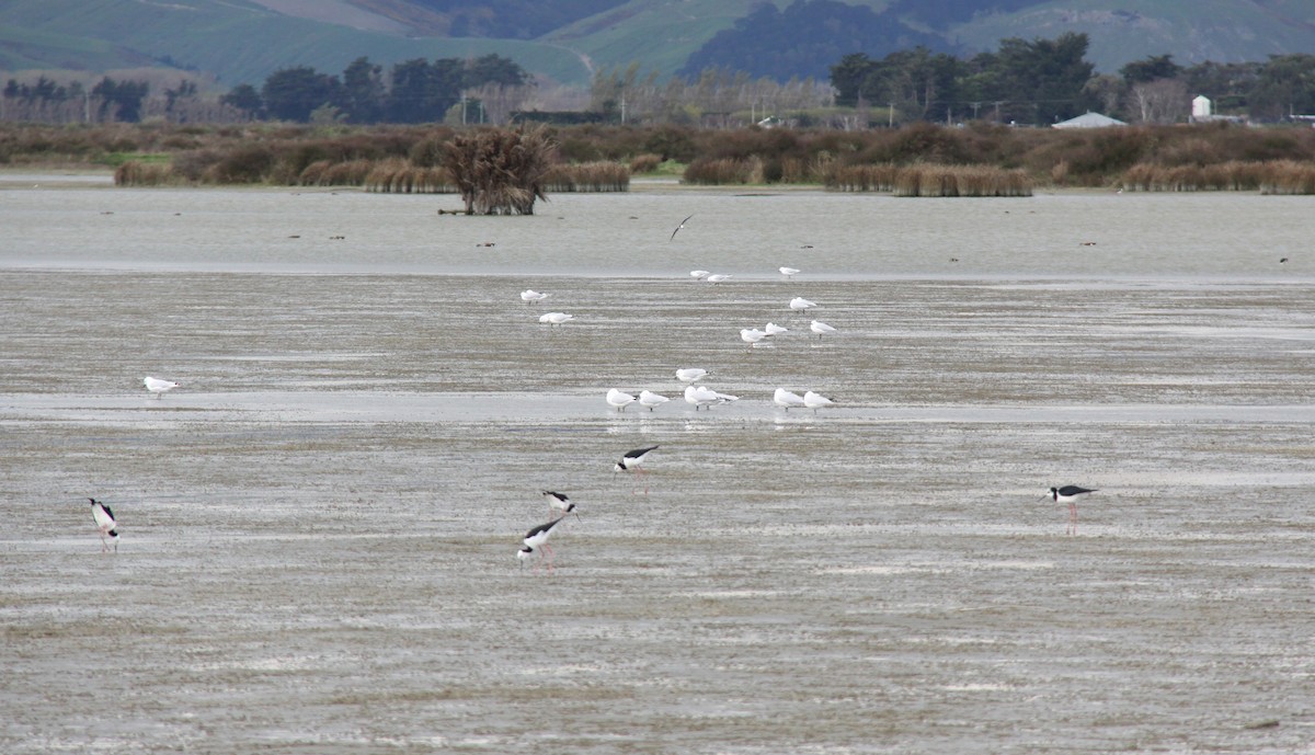 Pied Stilt - ML368713561