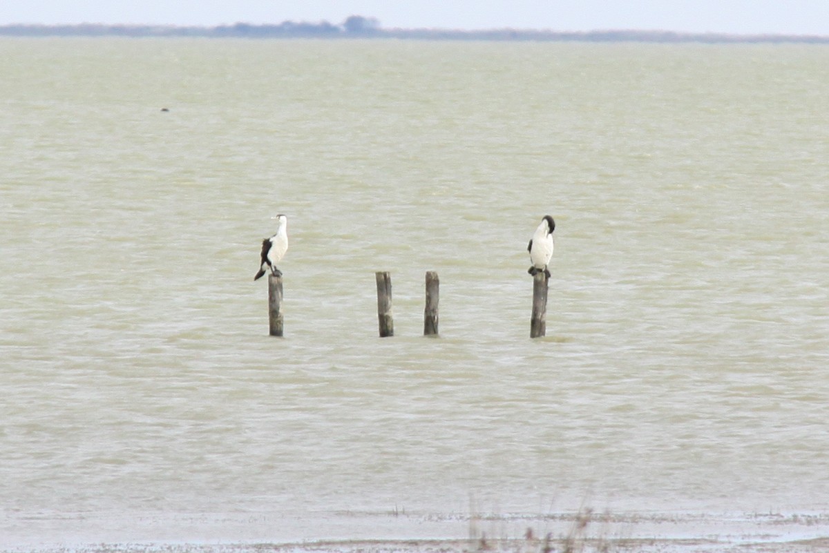 Pied Cormorant - ML368713781