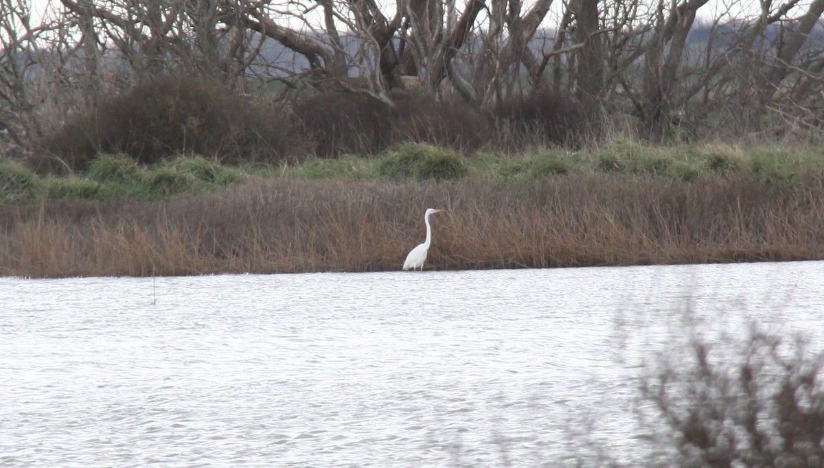 Great Egret - ML368713841