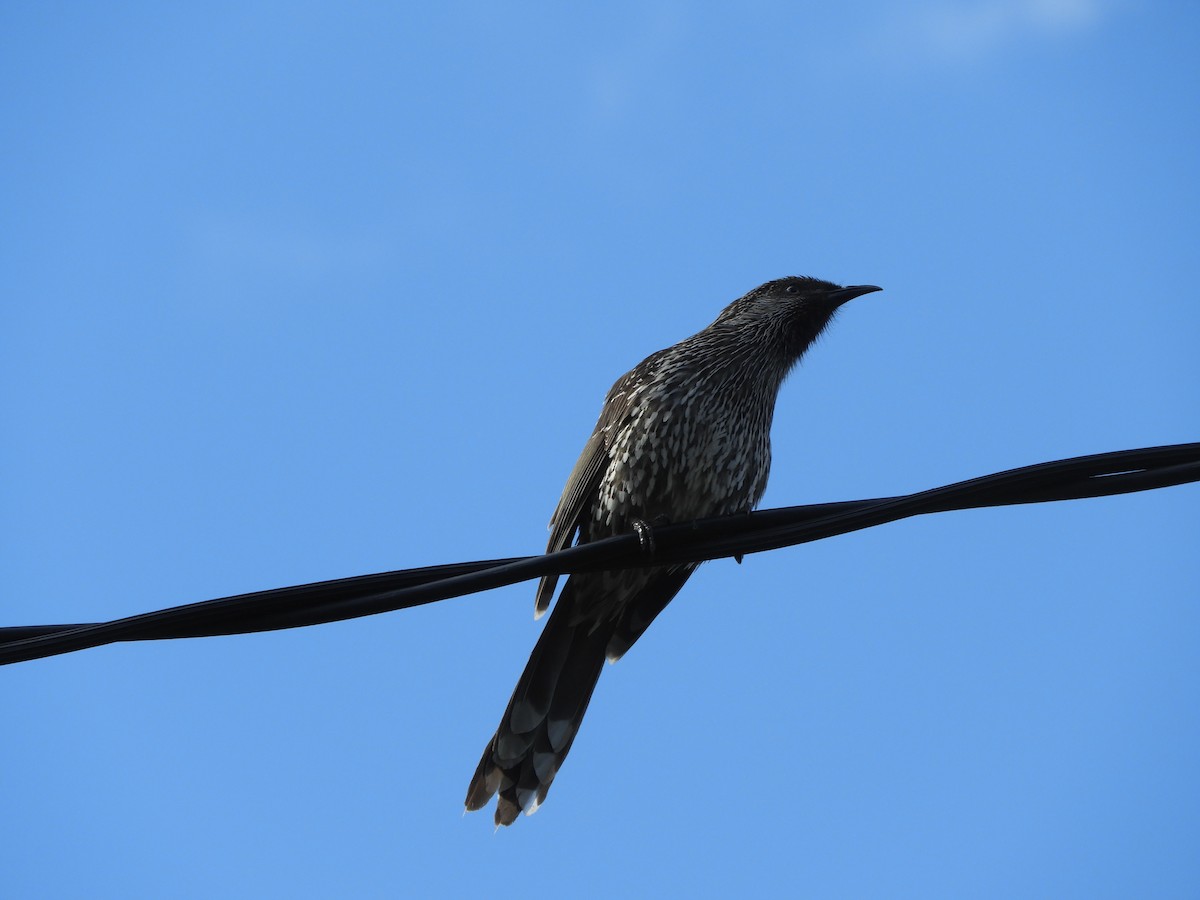 Little Wattlebird - ML368718651