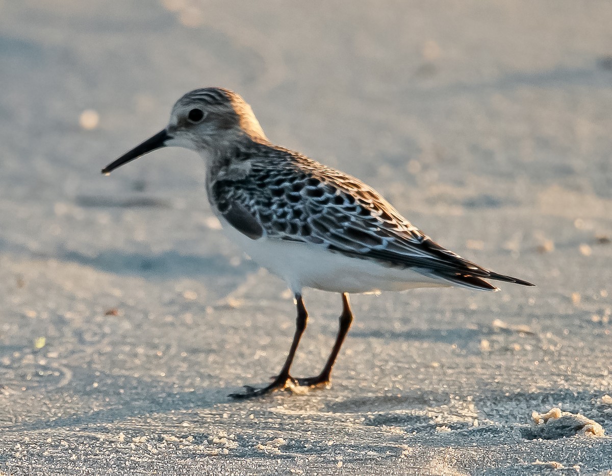 Baird's Sandpiper - ML368719351