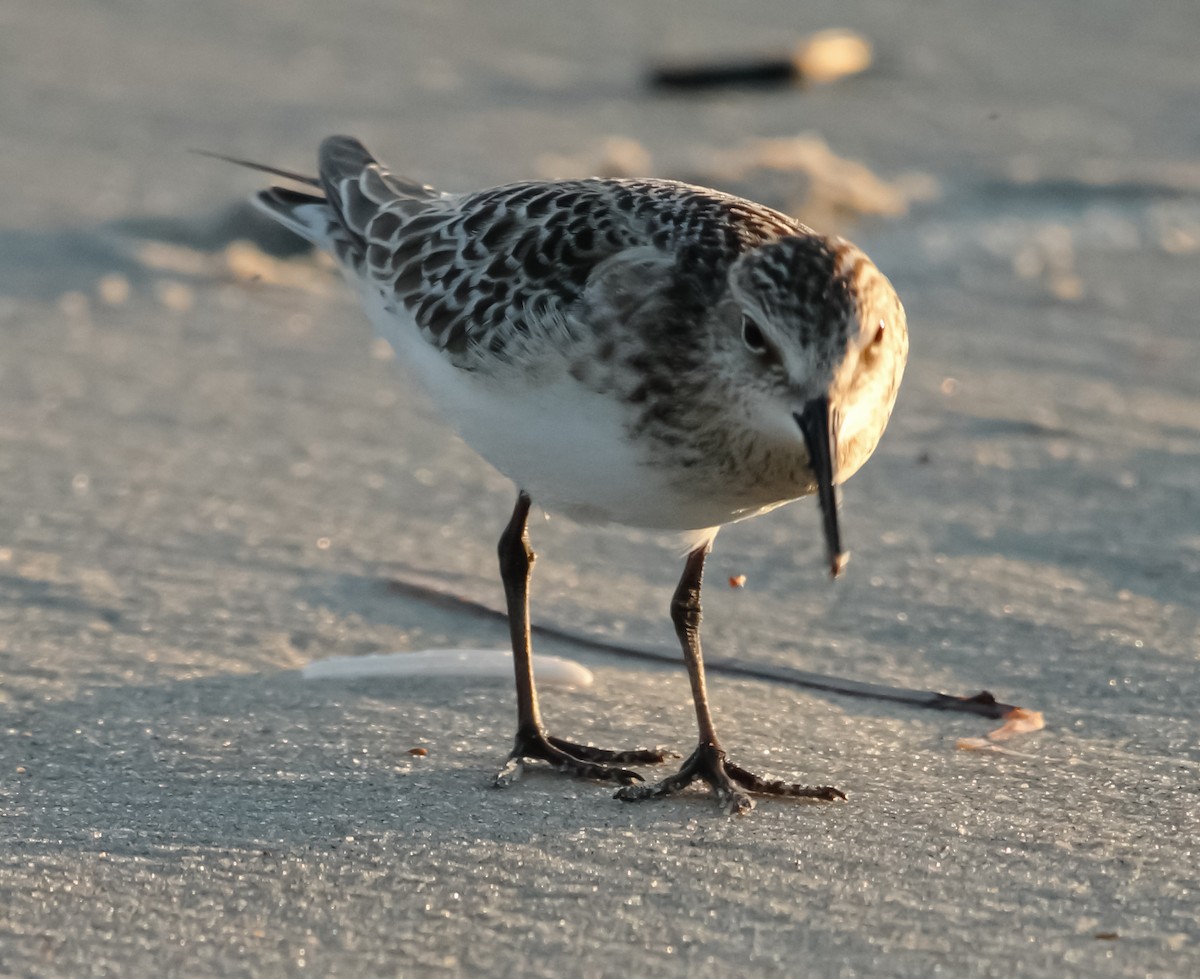 Bairdstrandläufer - ML368719411