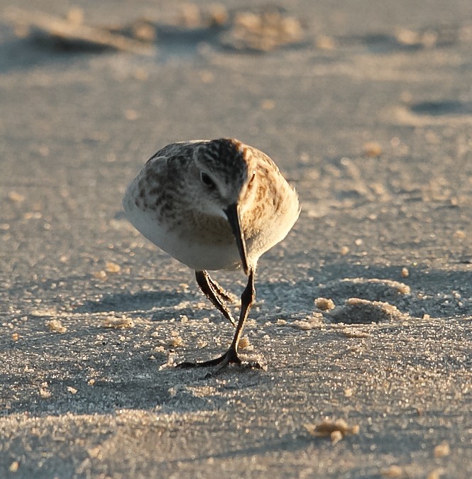 Bairdstrandläufer - ML368719551