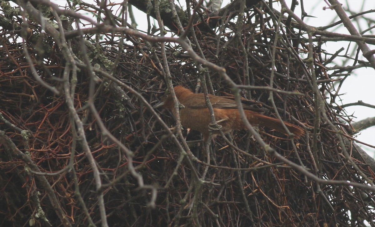 Brown Cacholote - ML368720361