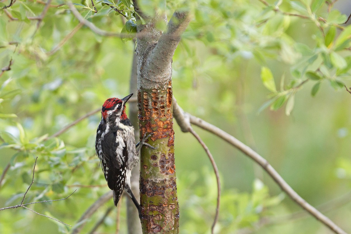 Red-naped Sapsucker - ML36872081