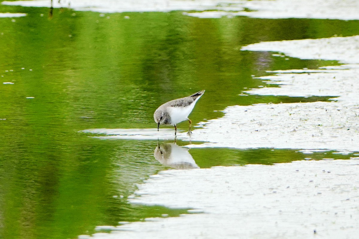 Temminck's Stint - 陳 俊敏