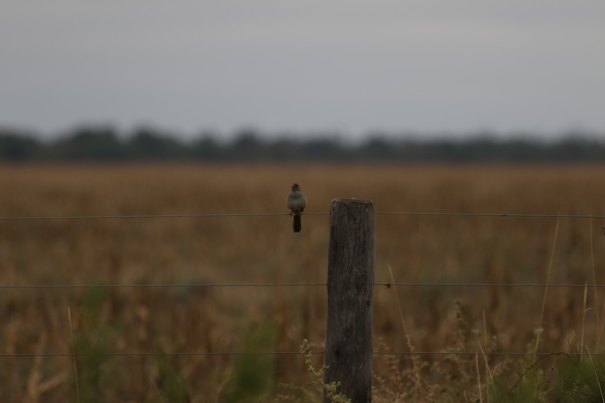 Great Pampa-Finch - ML368726071