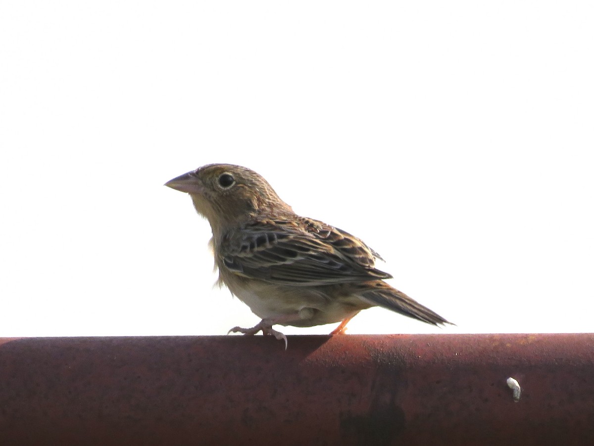 Grasshopper Sparrow - Jennifer Hammett