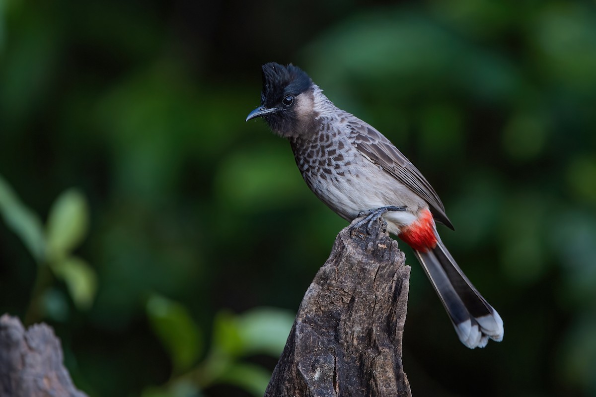 Red-vented Bulbul - Ngoc Sam Thuong Dang