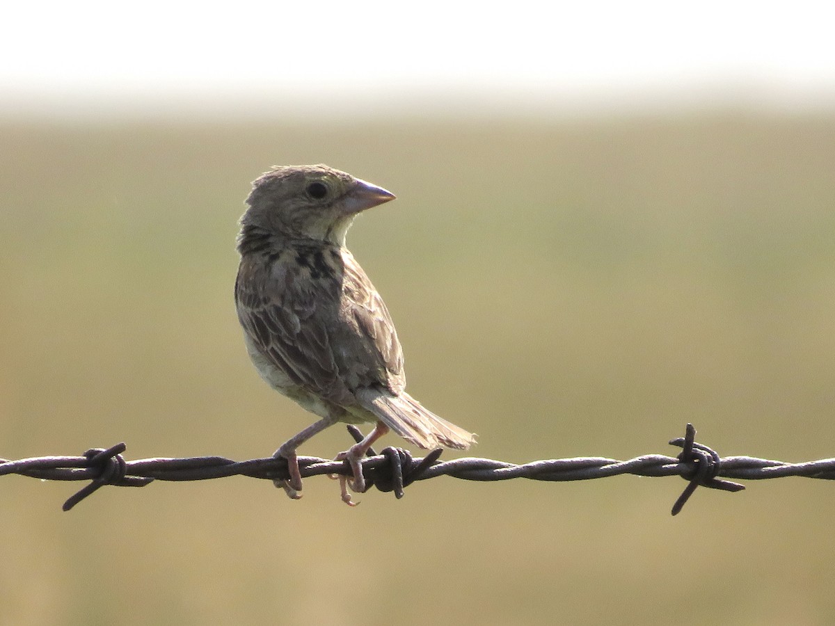 Grasshopper Sparrow - ML368726721