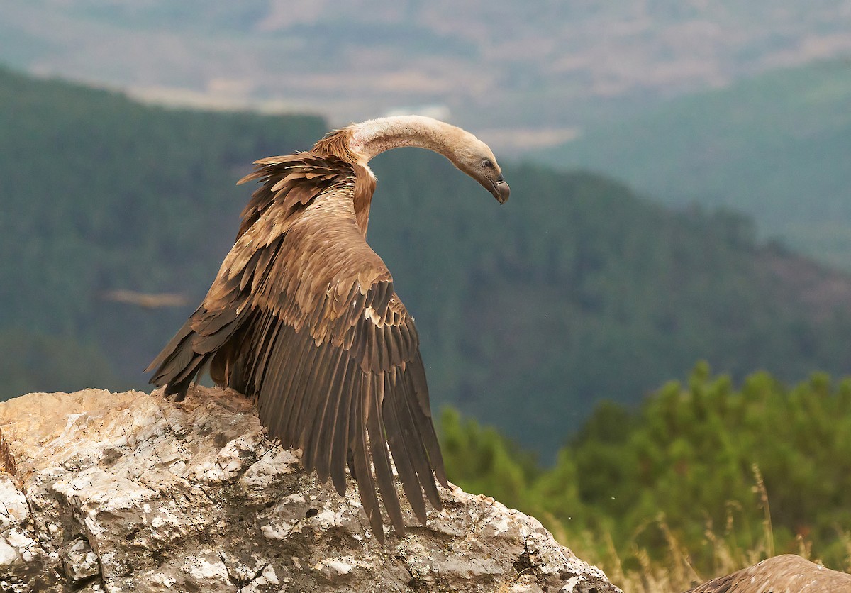 Eurasian Griffon - Miguel Rouco