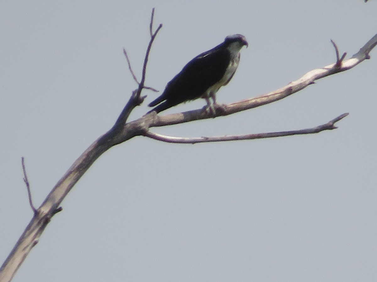 Águila Pescadora - ML368727261