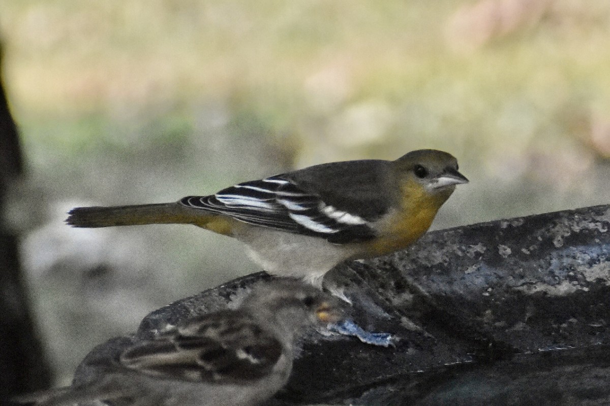 Baltimore Oriole - Kerri sloan