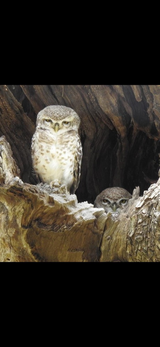 Spotted Owlet - ML368727621