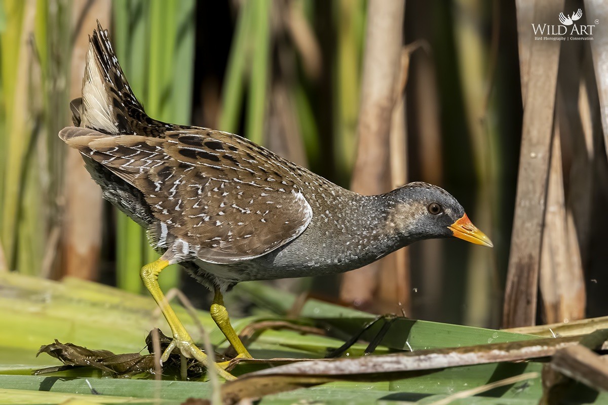 Spotted Crake - ML368729741