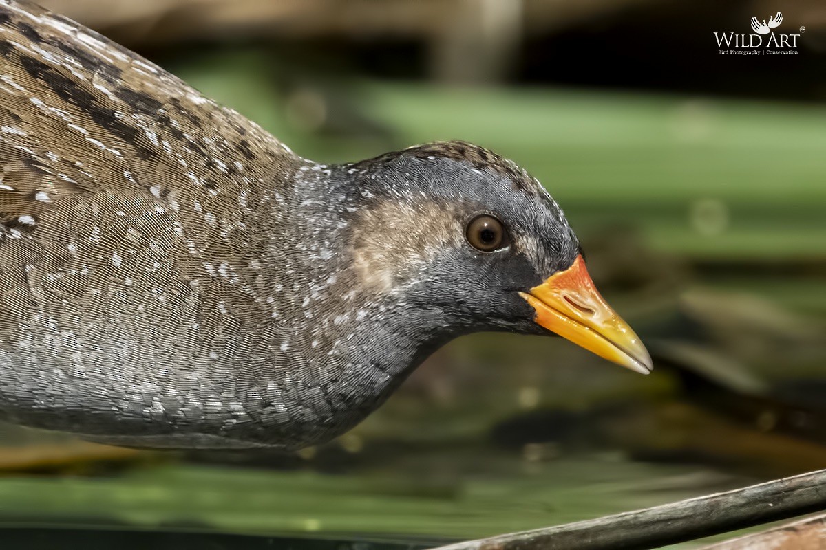 Spotted Crake - ML368729751