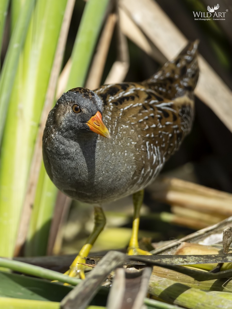 Spotted Crake - ML368729761