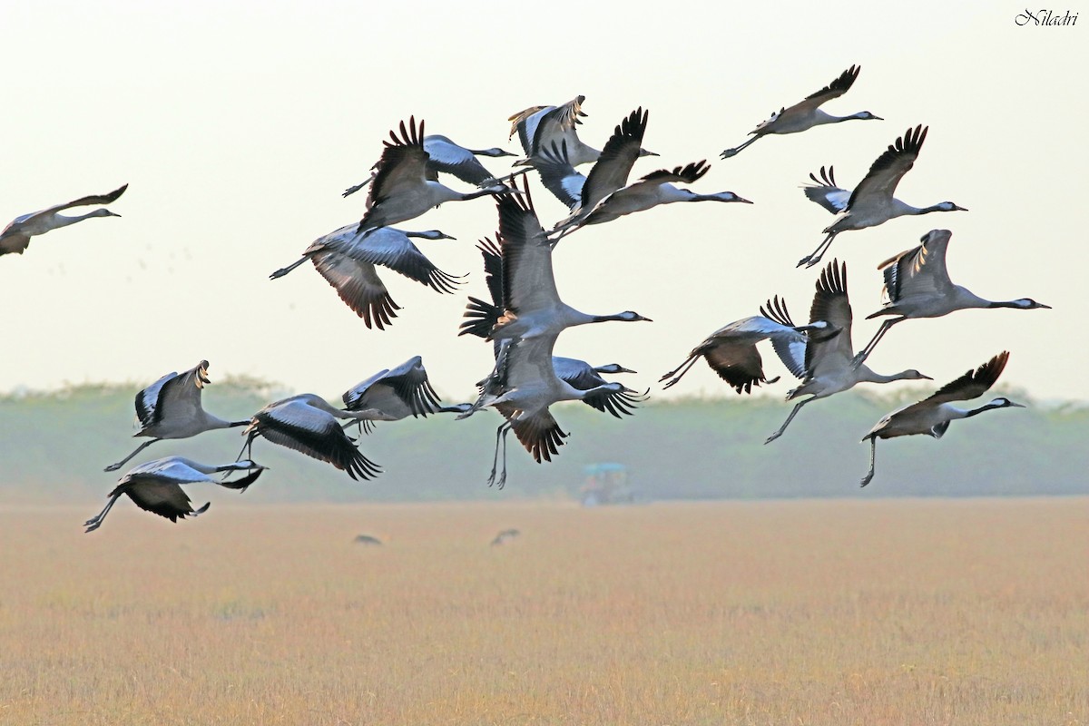 Common Crane - Niladri Kundu