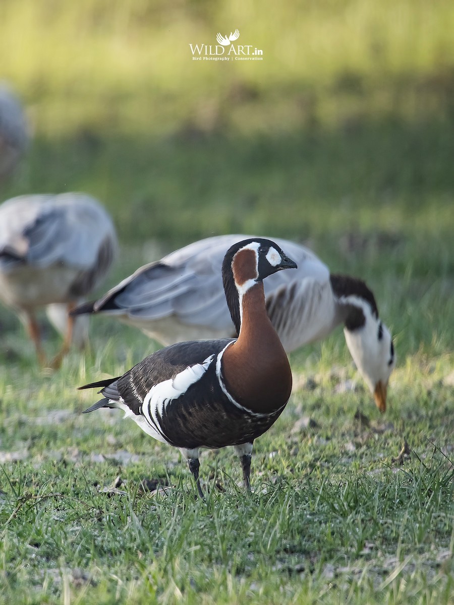 Red-breasted Goose - Esha Munshi