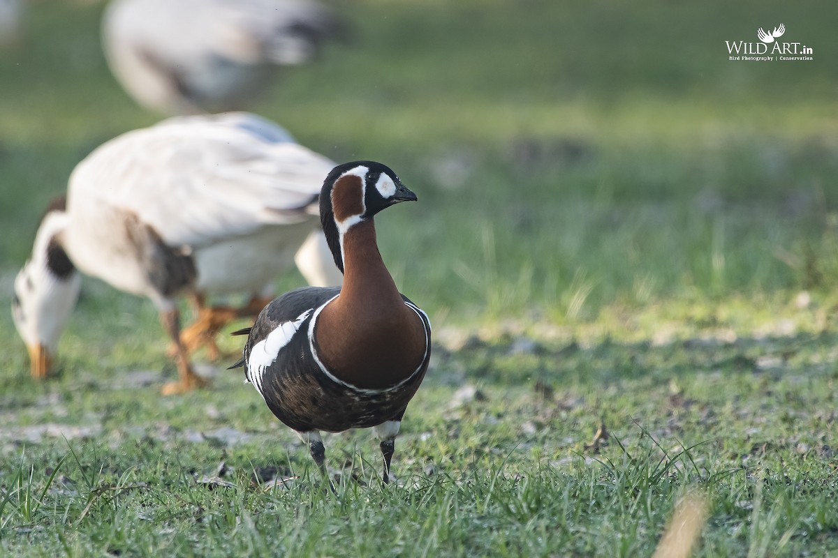 Red-breasted Goose - Esha Munshi