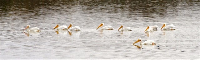 American White Pelican - ML36873031