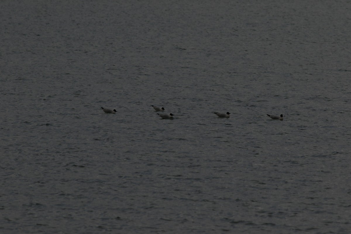 Andean Gull - ML368731811