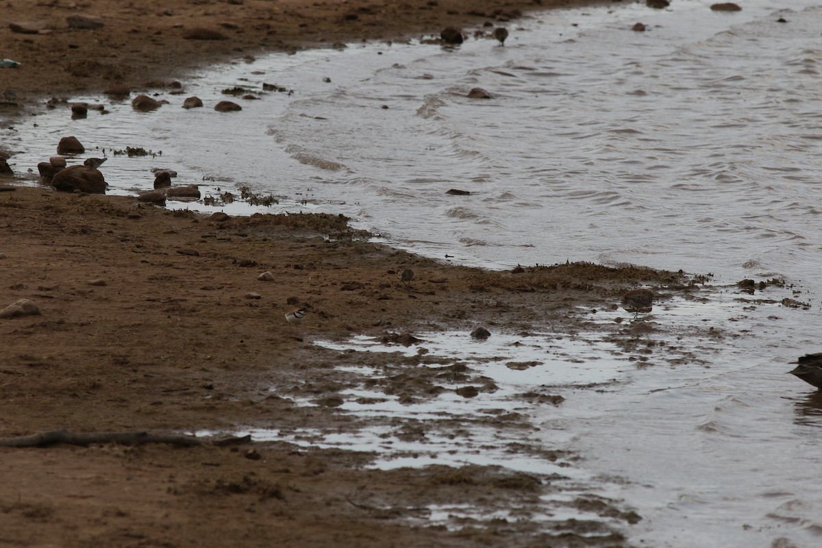 Collared Plover - Giles Daubeney