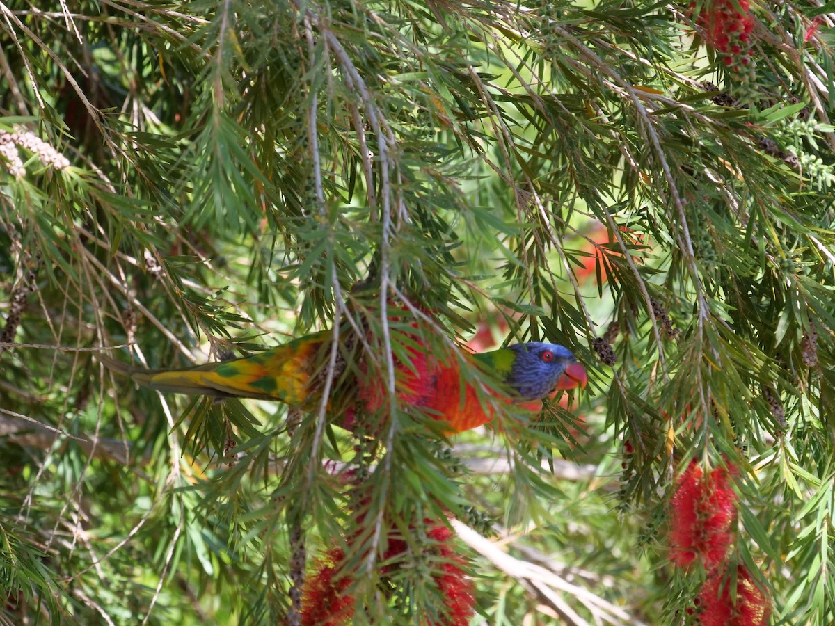 Rainbow Lorikeet - ML368732241