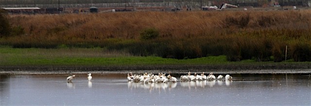 American White Pelican - ML36873261