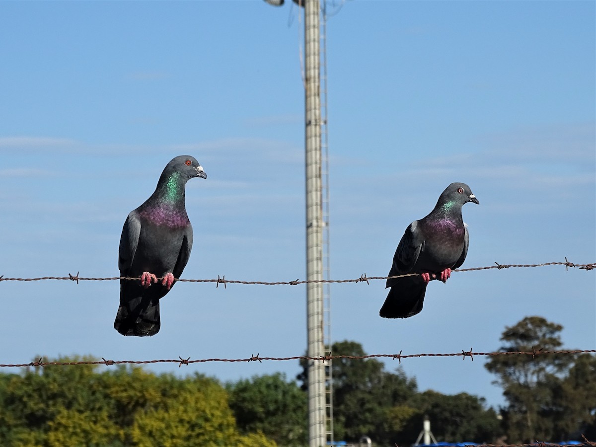 Rock Pigeon (Feral Pigeon) - ML368734461