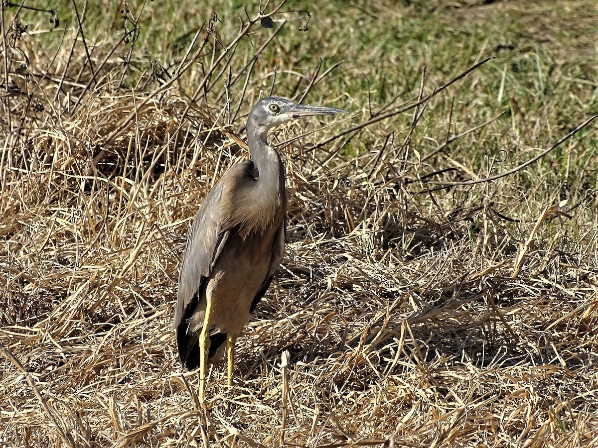 White-faced Heron - ML368734501