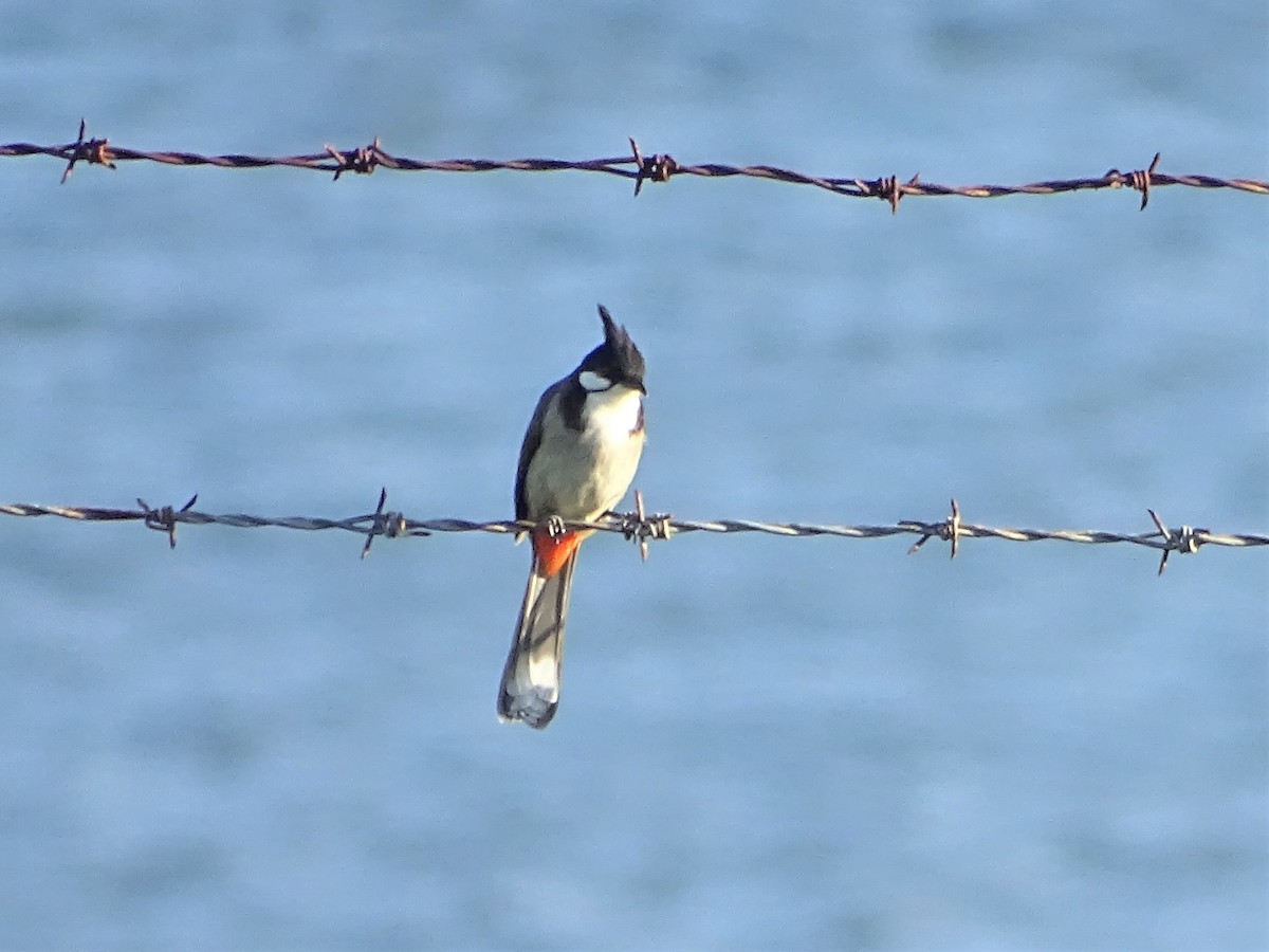 Red-whiskered Bulbul - ML368734591