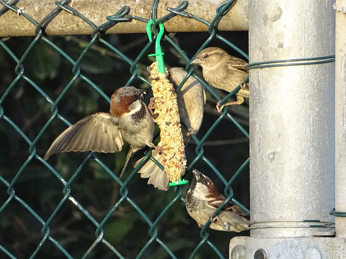 House Sparrow - ML368734621