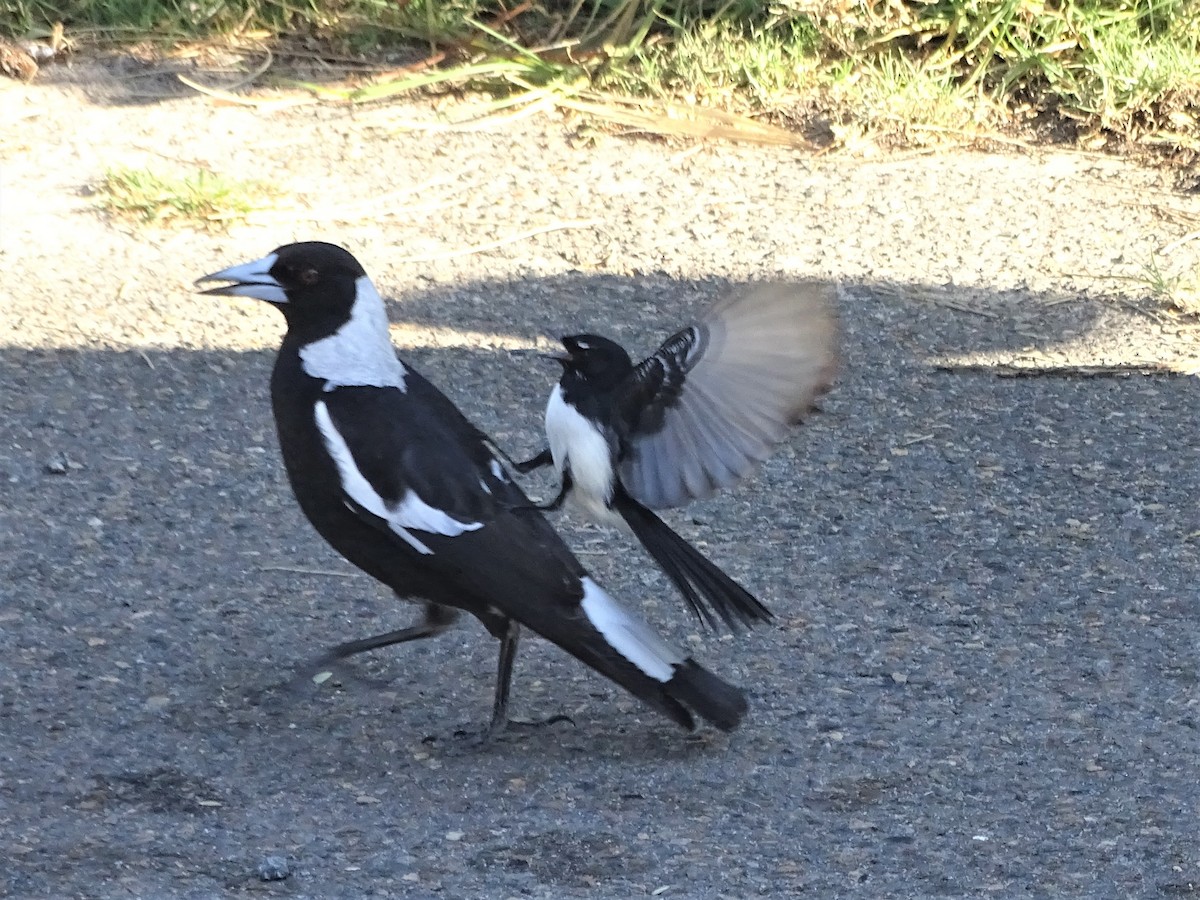 Willie-wagtail - ML368734681
