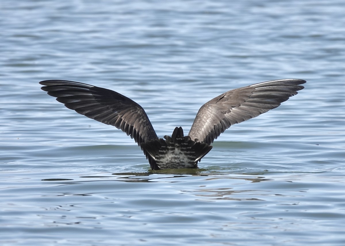 Long-tailed Jaeger - ML368735221