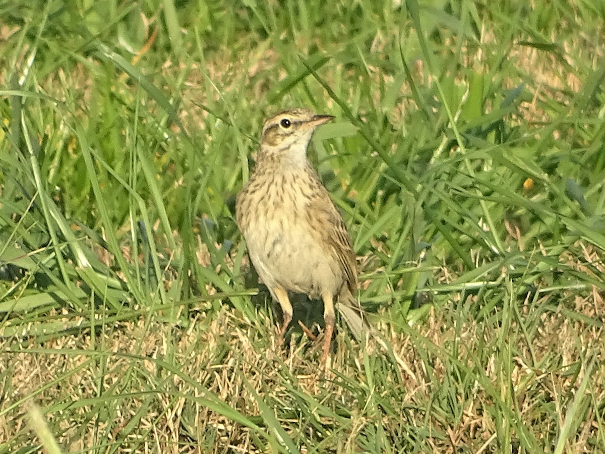 Australian Pipit - ML368735371