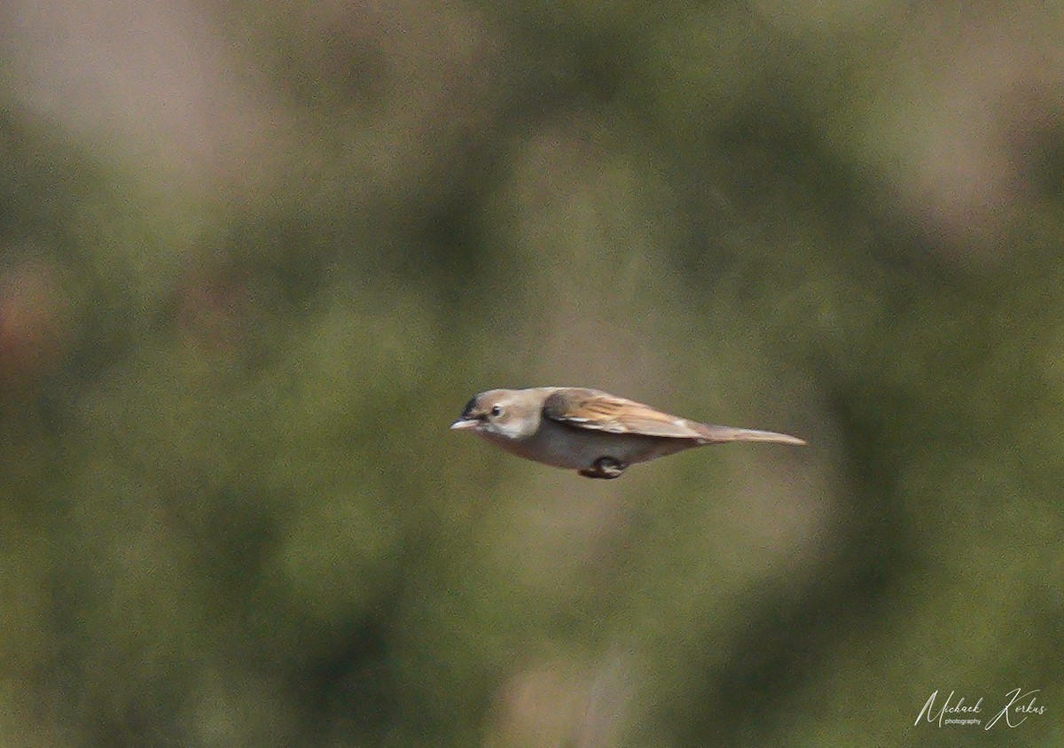 Greater Whitethroat - ML368735761