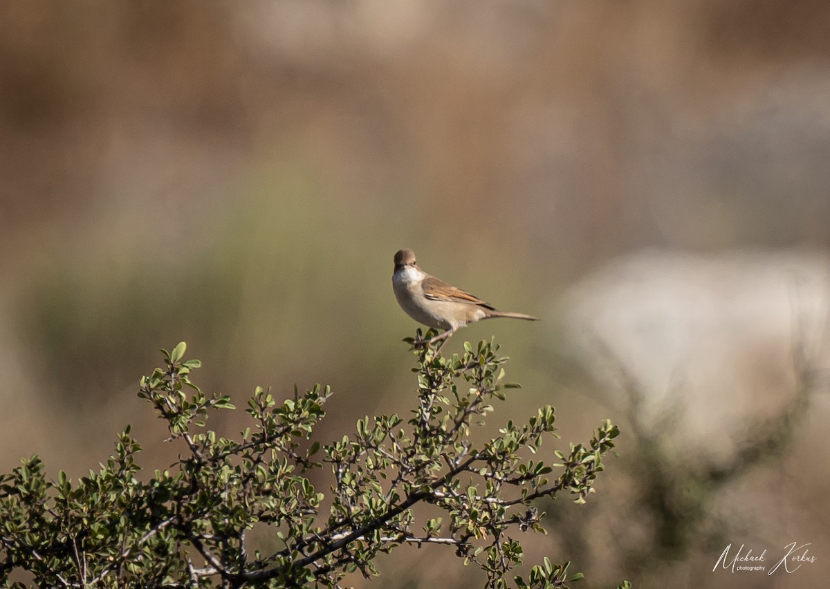 Greater Whitethroat - ML368735771