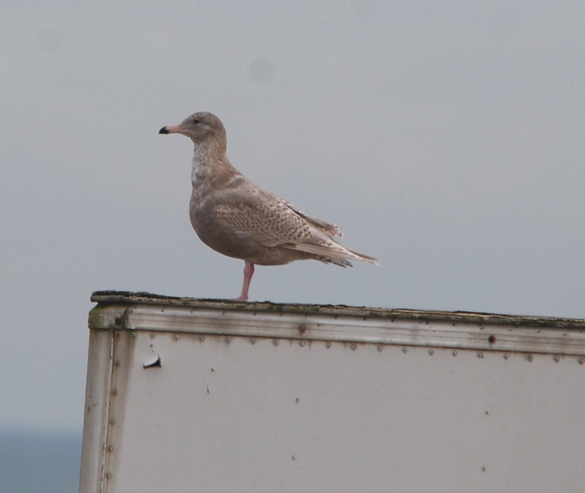 Glaucous Gull - ML368735931