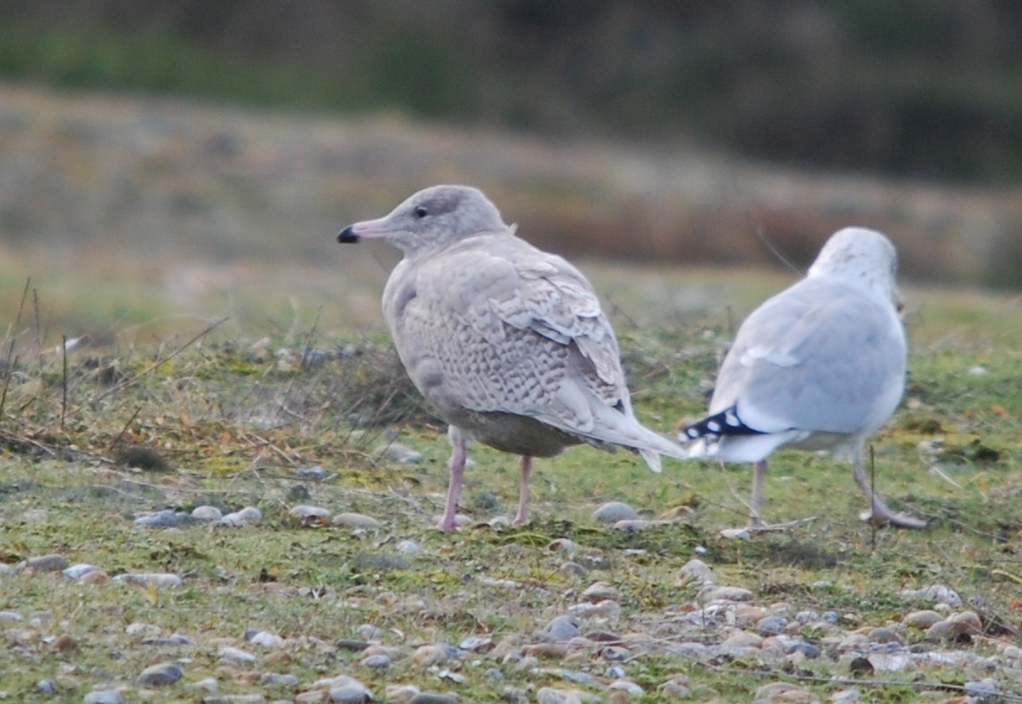 Glaucous Gull - ML368735941