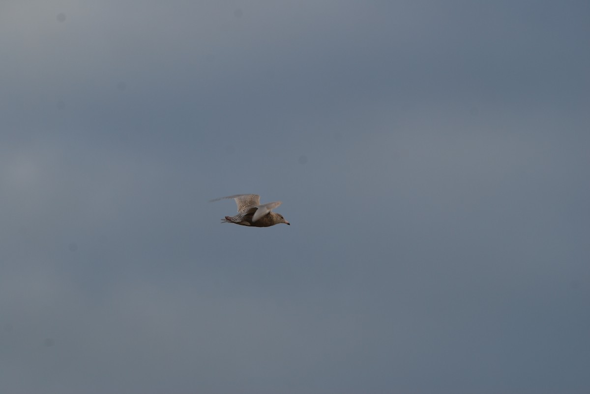 Glaucous Gull - ML368735961