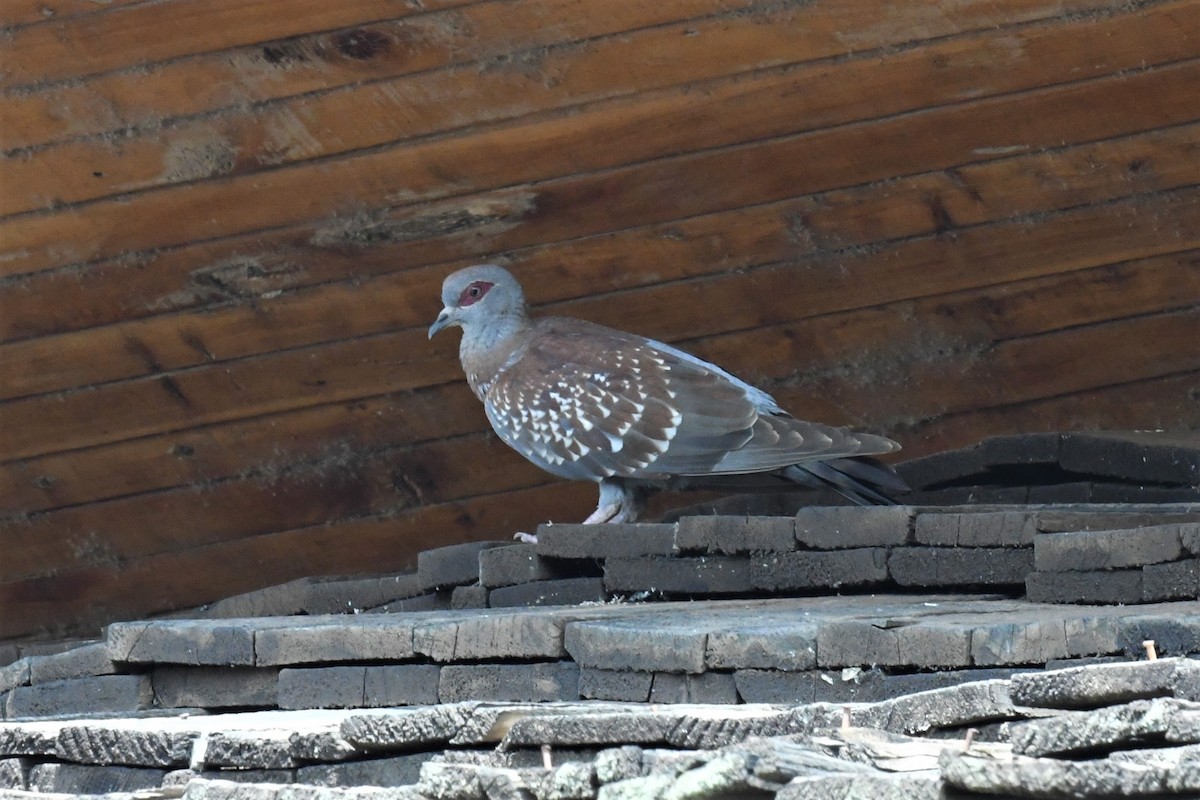 Speckled Pigeon - Letitia Negulescu