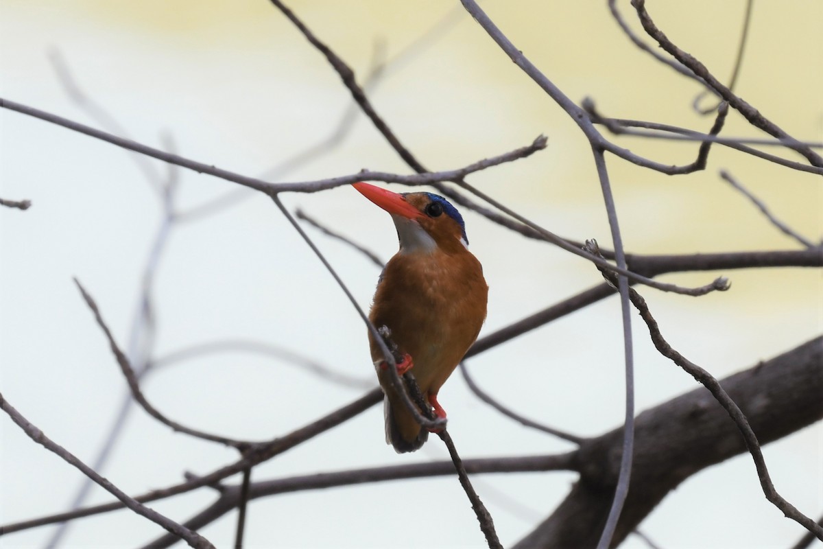 Malachite Kingfisher (Mainland) - Letitia Negulescu