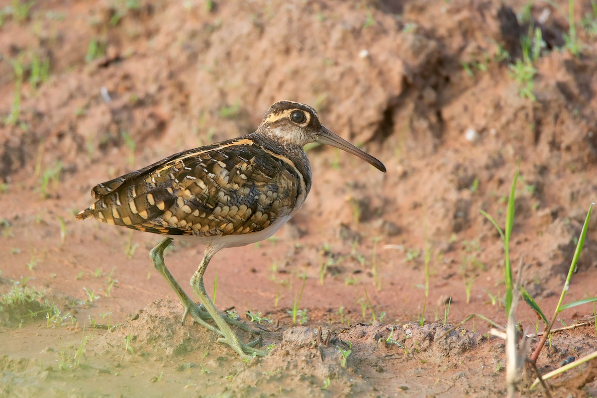 riksesnipe - ML368738331