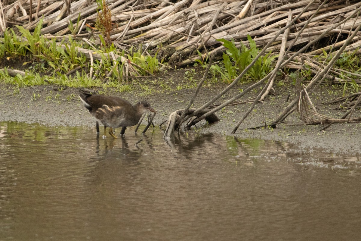 Eurasian Moorhen - Letty Roedolf Groenenboom