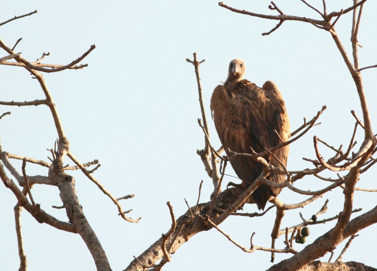 Indian Vulture - ML368738731