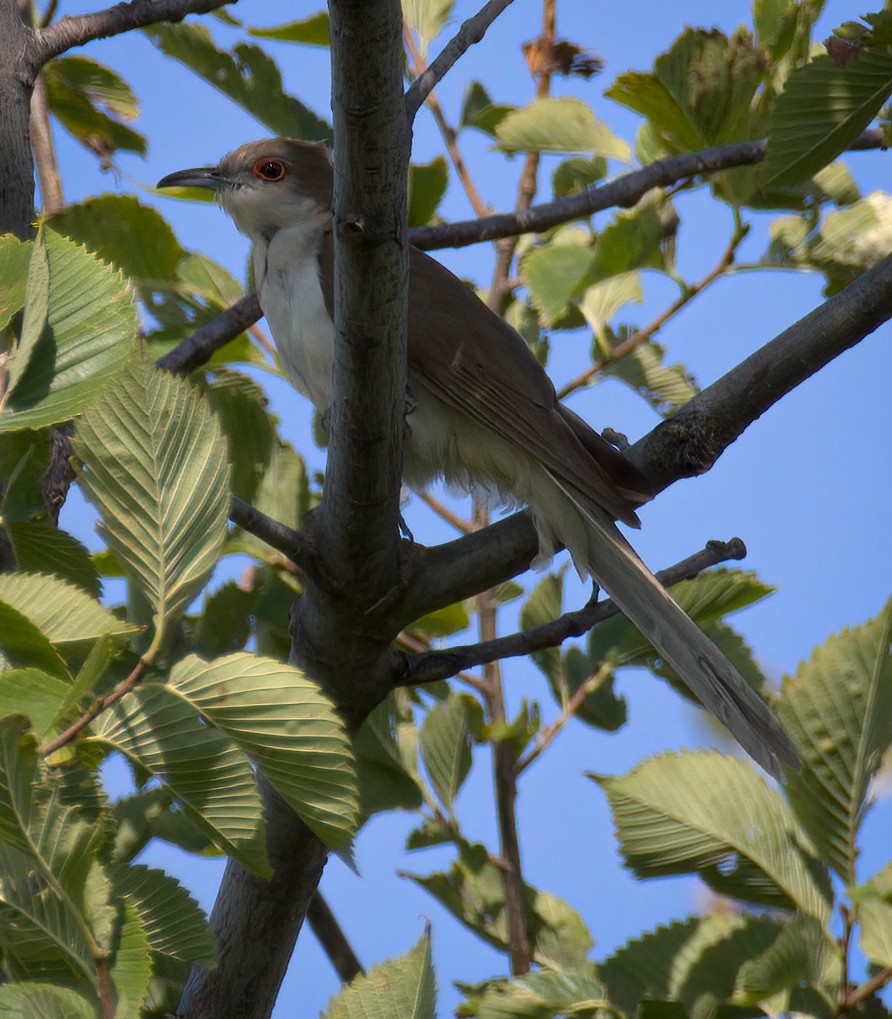 Black-billed Cuckoo - ML368741931